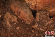 吉时查询江西发现蜘蛛新物种 为研究呵叻蛛属适应区域提供依据