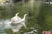 吉时查询吉林：罕见白鸬鹚连续两年“故地重游”