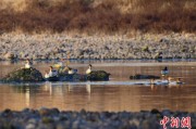 吉时查询歙县完成安徽首个县域生物多样性调查 共记录物种近4千种