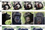 吉时查询国际最新研究：机器人“打哈欠” 黑猩猩被传染