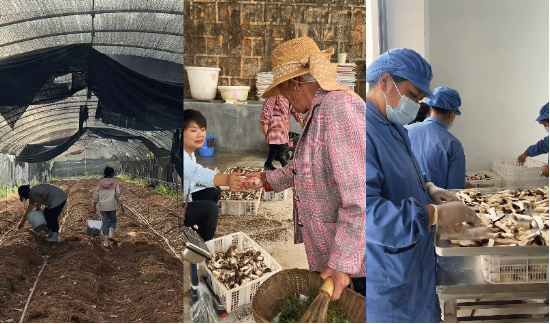 奇富科(🕹)技百万帮扶云南中屏镇：菌菇田里的振兴密码与“村BA”(🏍)的双向奔赴